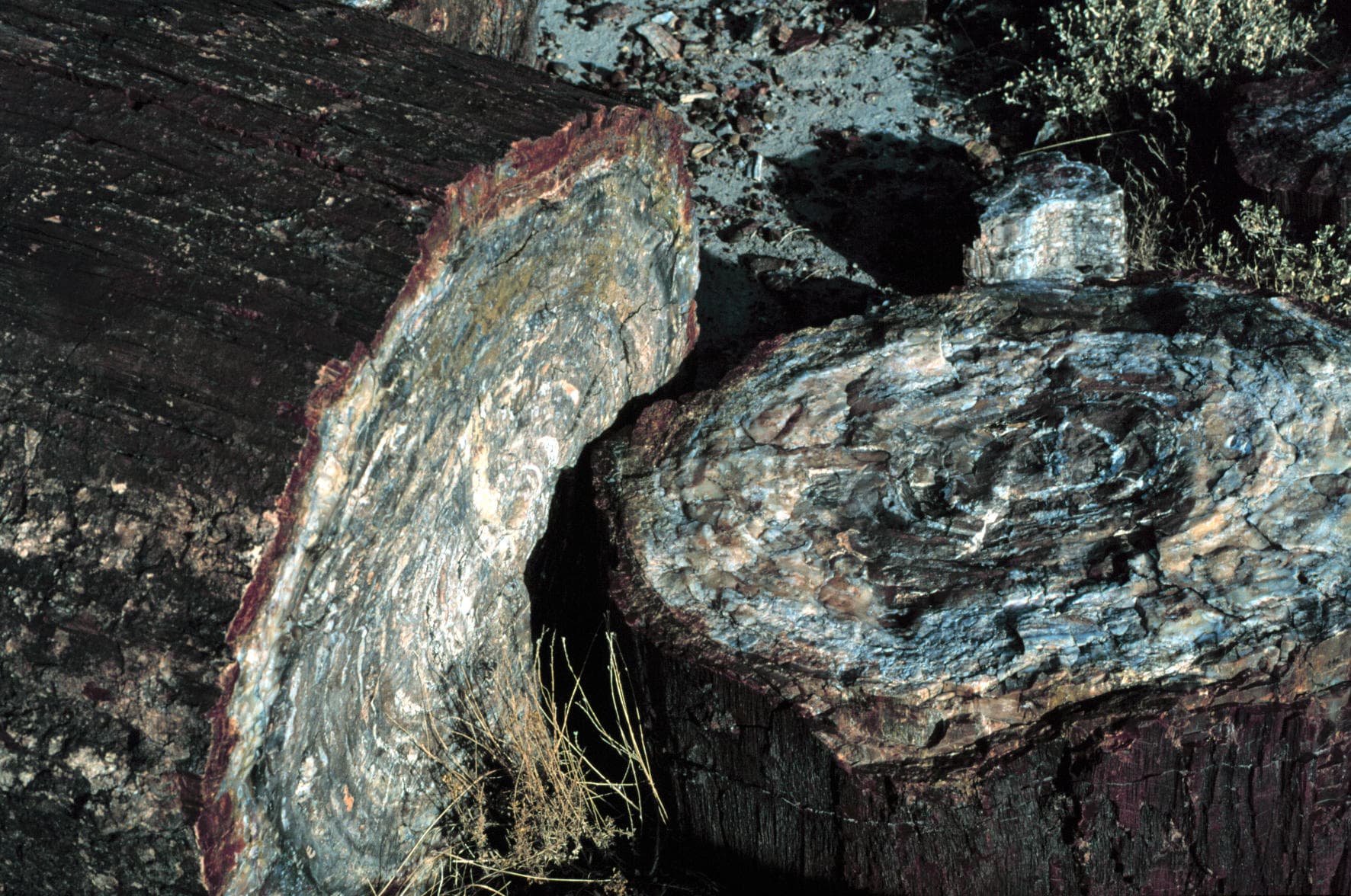 Petrified Forest National Park — Wikimedia Commons