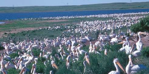 Chase Lake National Wildlife Refuge — Wikimedia Commons