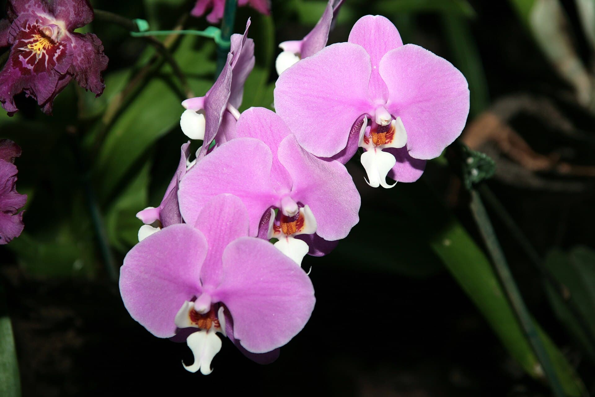 Hilo Orchid Show — Wikimedia Commons