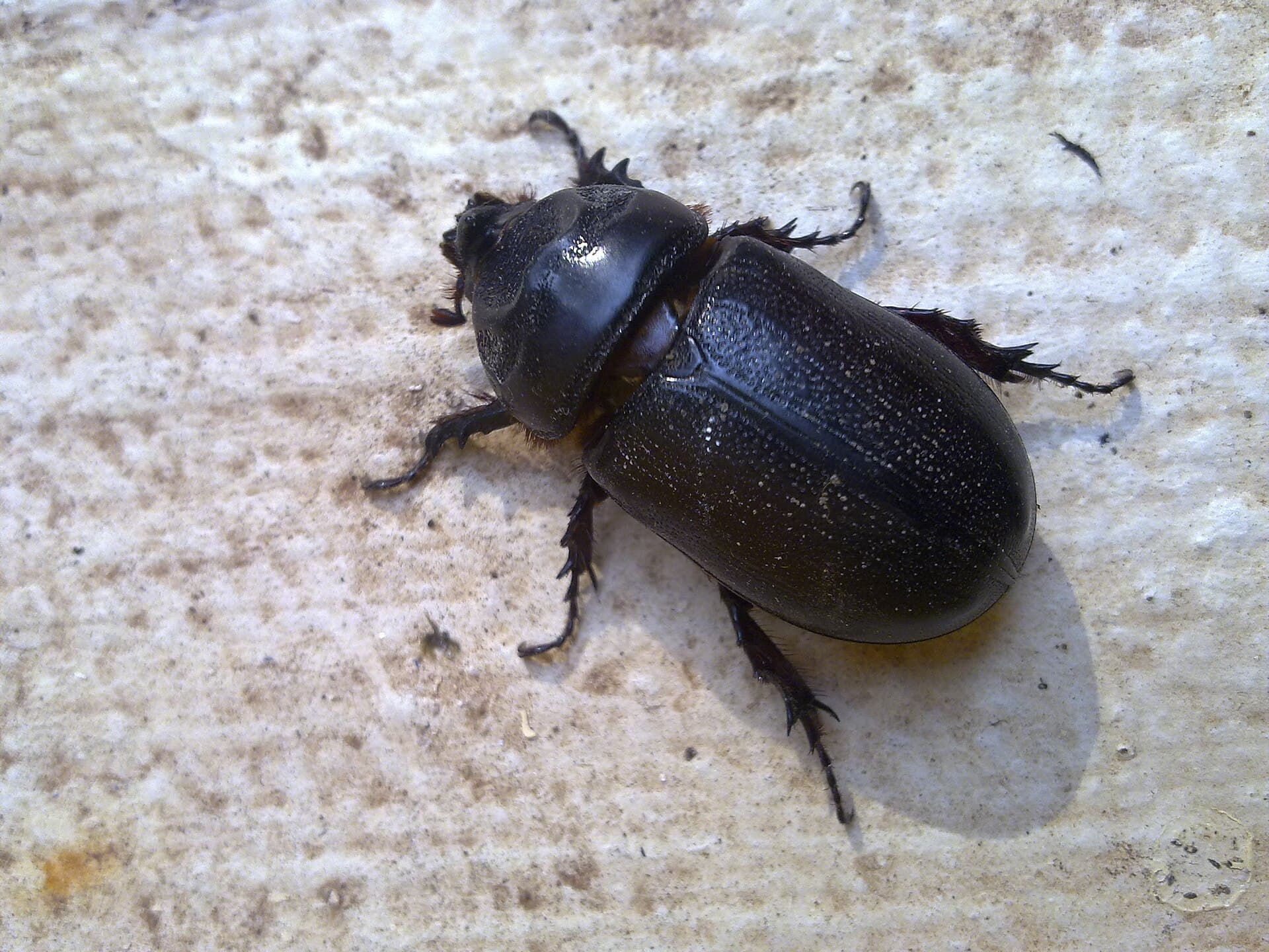 coconut rhinoceros beetle — Wikimedia Commons