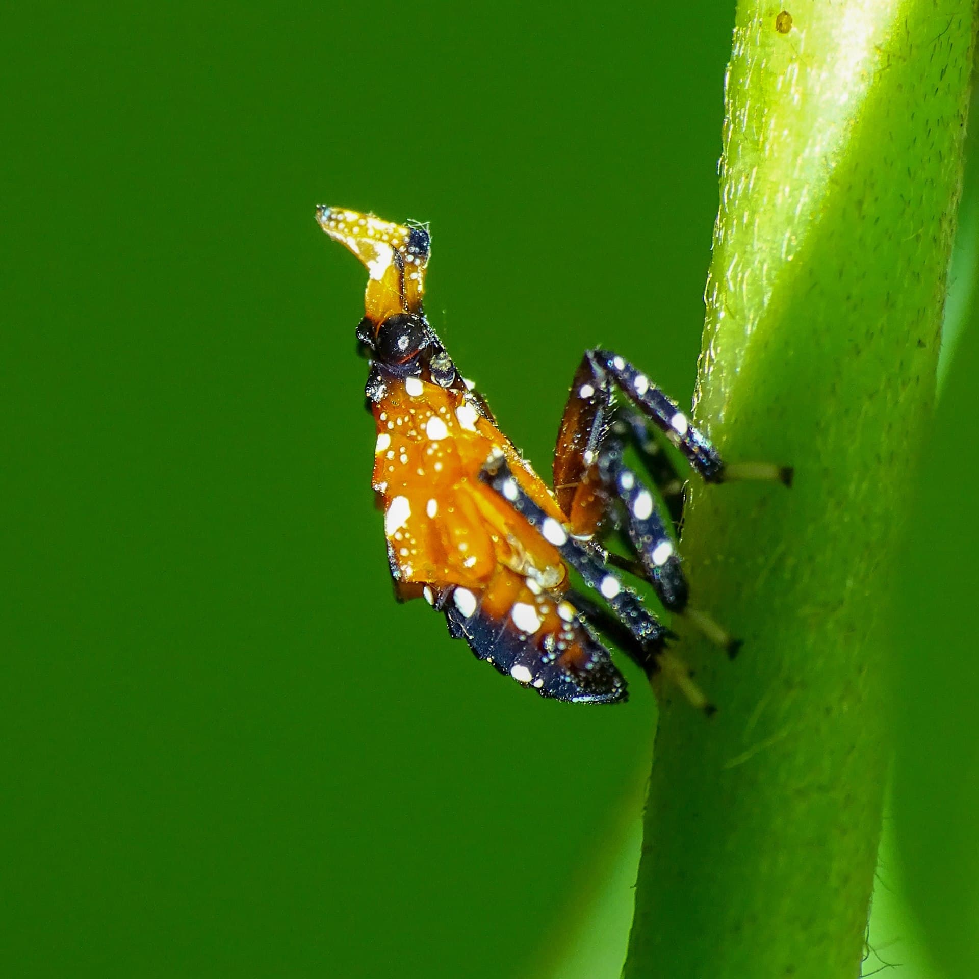 spotted lanternfly — Wikimedia Commons