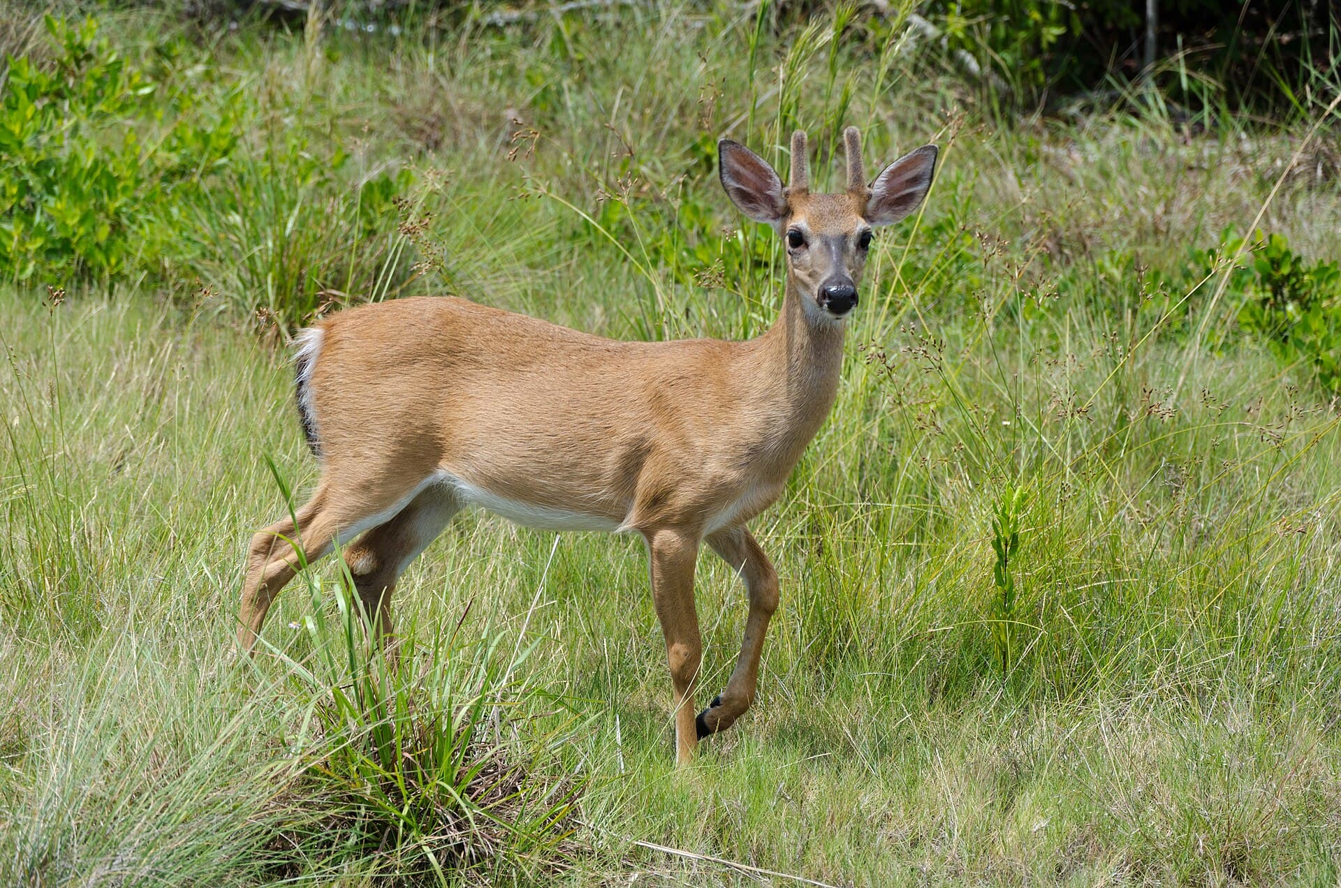 Key deer — Wikimedia Commons