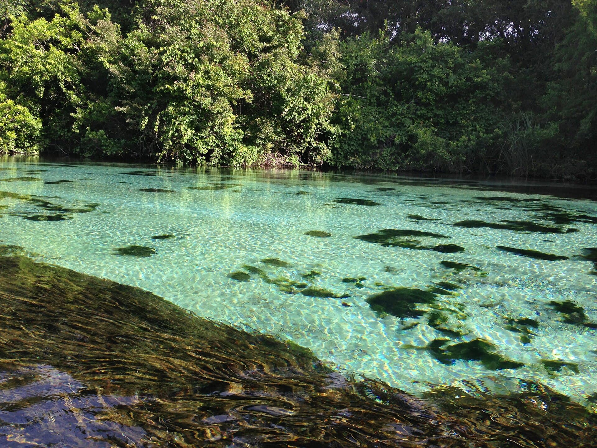 Weeki Wachee River — Wikimedia Commons