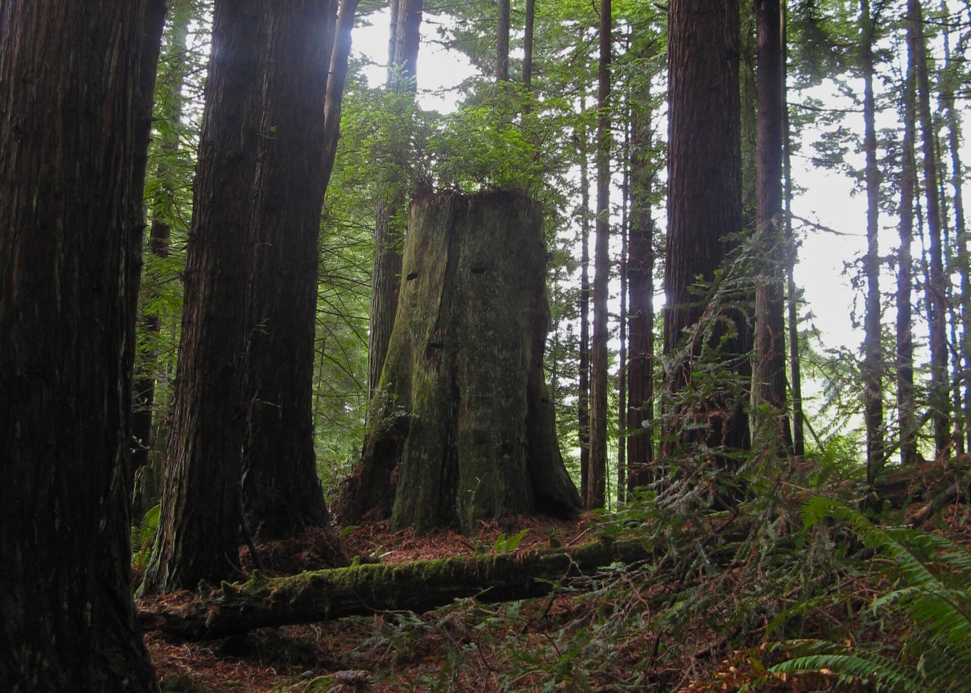 Arcata Community Forest — Wikimedia Commons