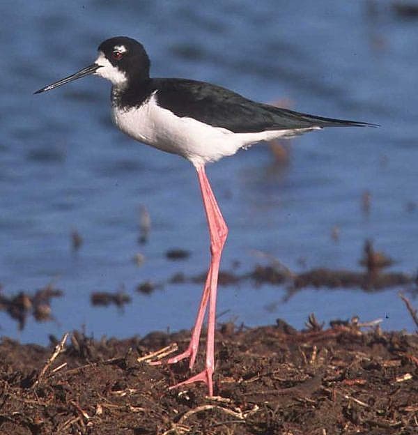 Hawaiian stilt — Wikimedia Commons