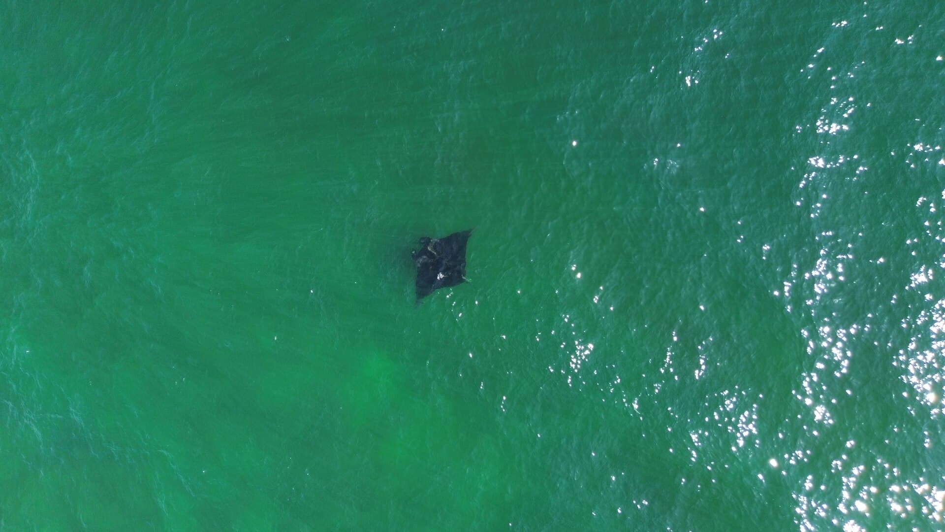 Mobula birostris — Wikimedia Commons