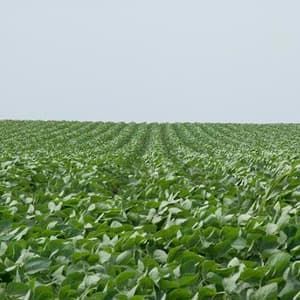 USDA raises soybean oil biofuel demand, signaling tighter feedstock markets