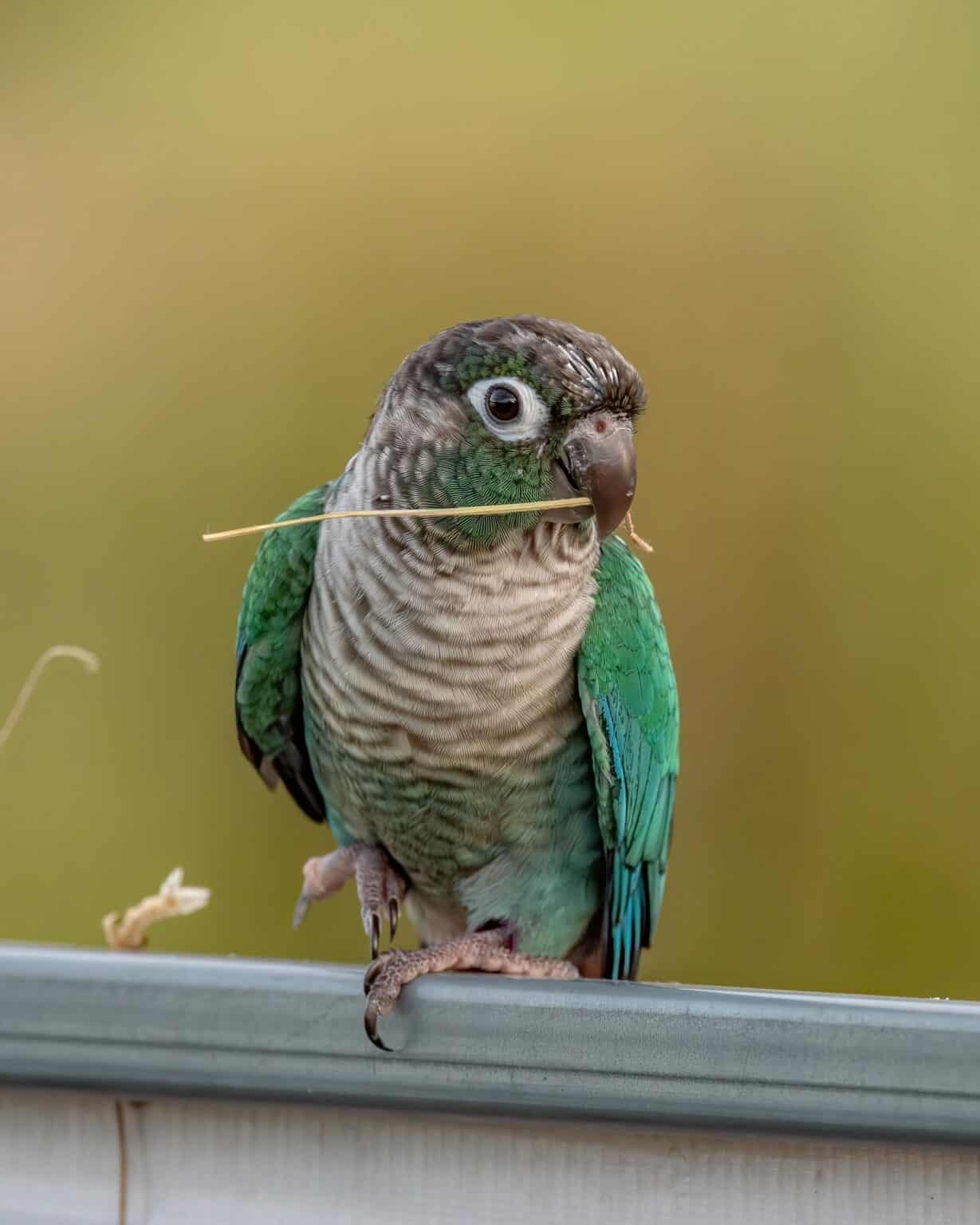 Lost green-cheek conure Oliver spotted in berry trees, Whitestown search continues