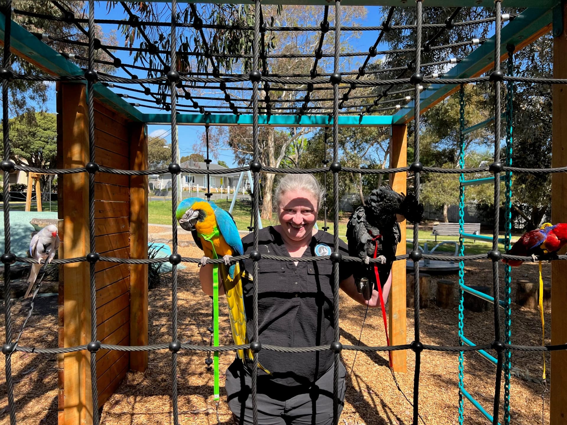 Poor socialisation can shape parrot behavior and trigger aggression