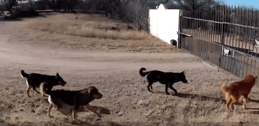 Sheriff's office seeks owner of black dog found on County Road