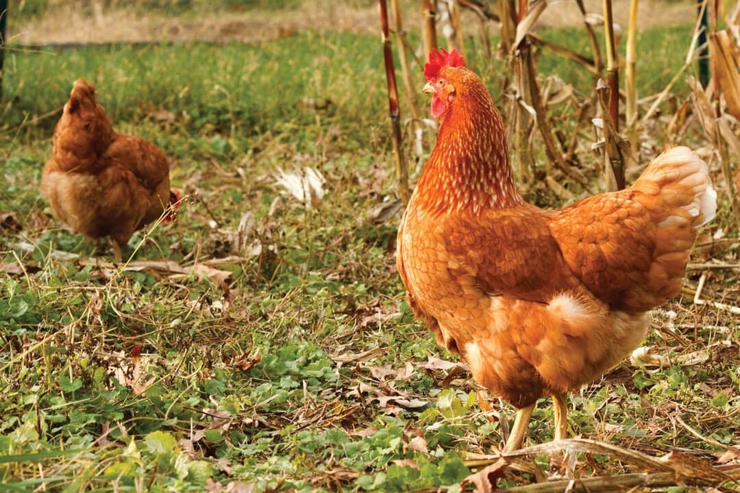 Shelburne seeks resident input on backyard hen pilot program
