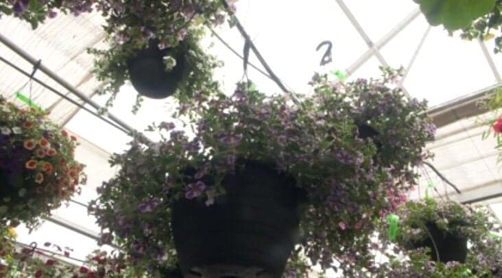 Johnson Brothers Garden Market gears up for Mother's Day baskets