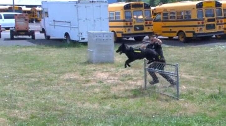 Springfield police K-9 competition showcases agility, trust, and training