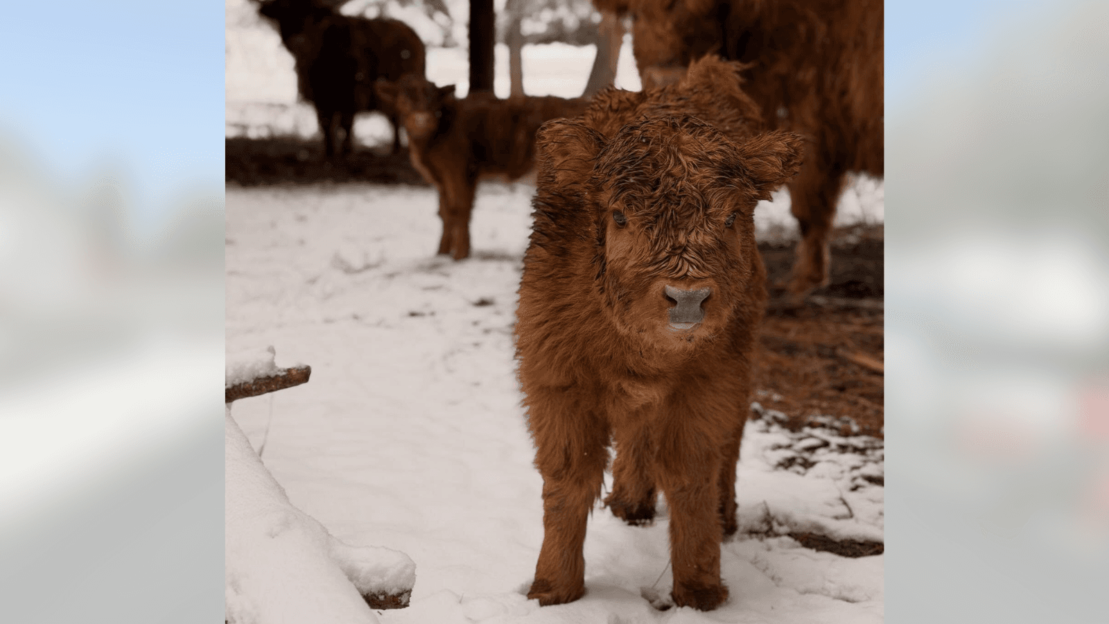 Spokane County Fair Welcomes Newborn Highland Calf Clover as 2026 Mascot