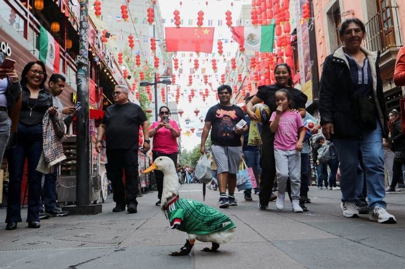 Mexico City duck Merlin goes viral in World Cup celebrations