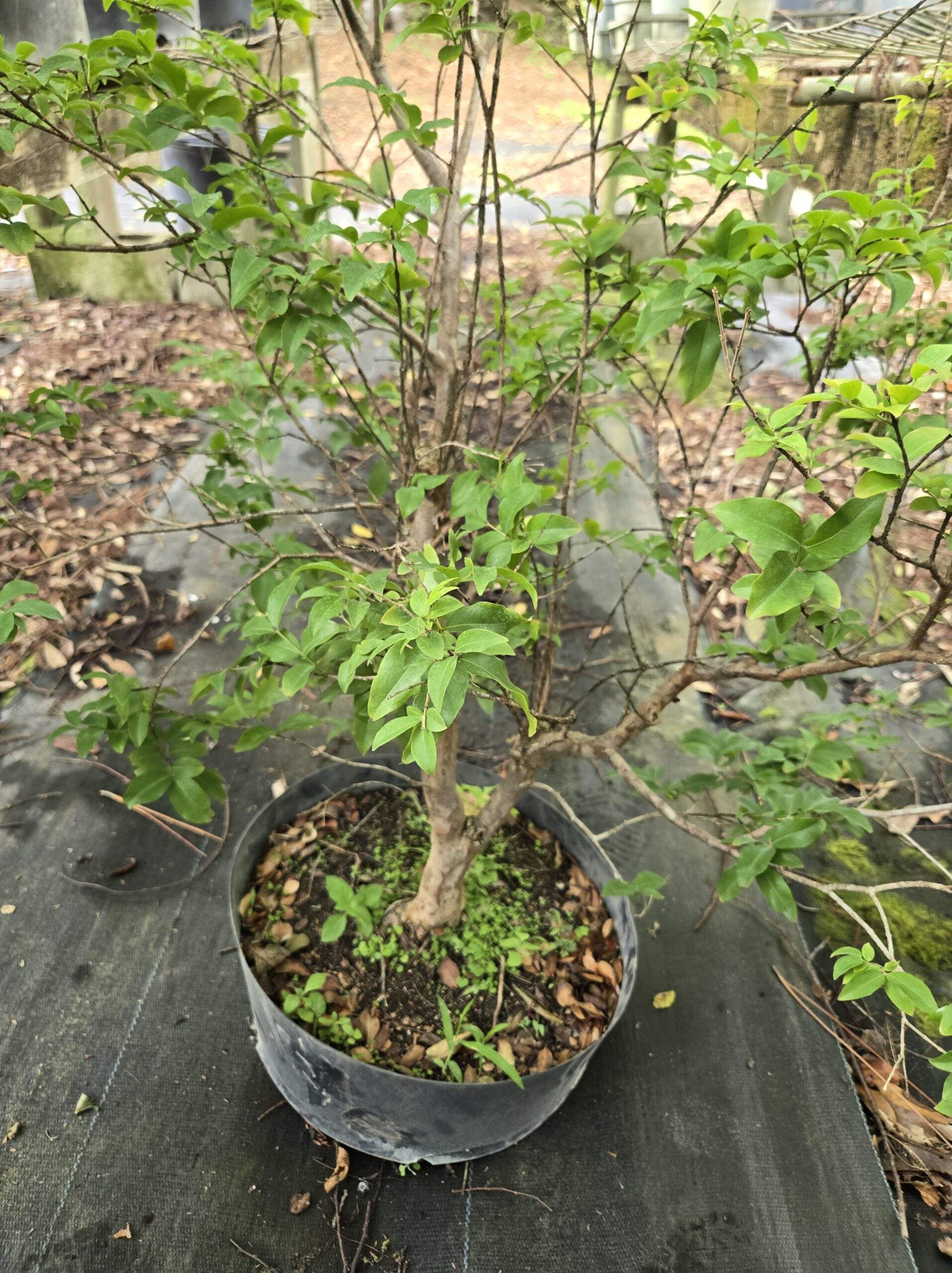Brevard Bonsai Society turns April meeting into rapid-fire styling session