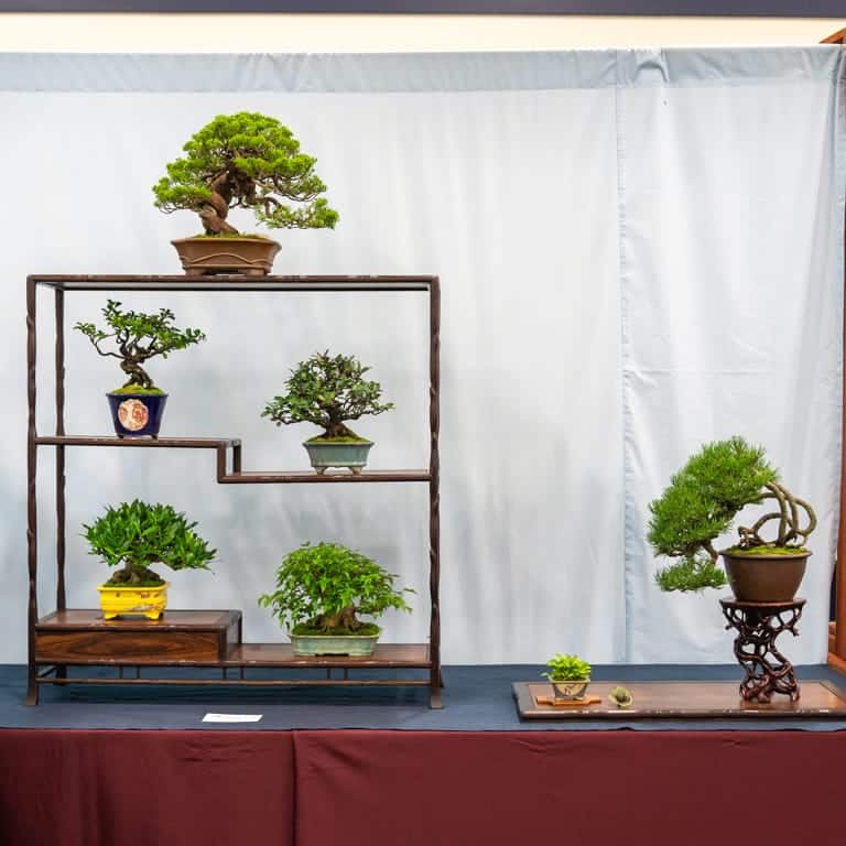 Tsuruoka shohin bonsai show draws crowds despite rainy weather