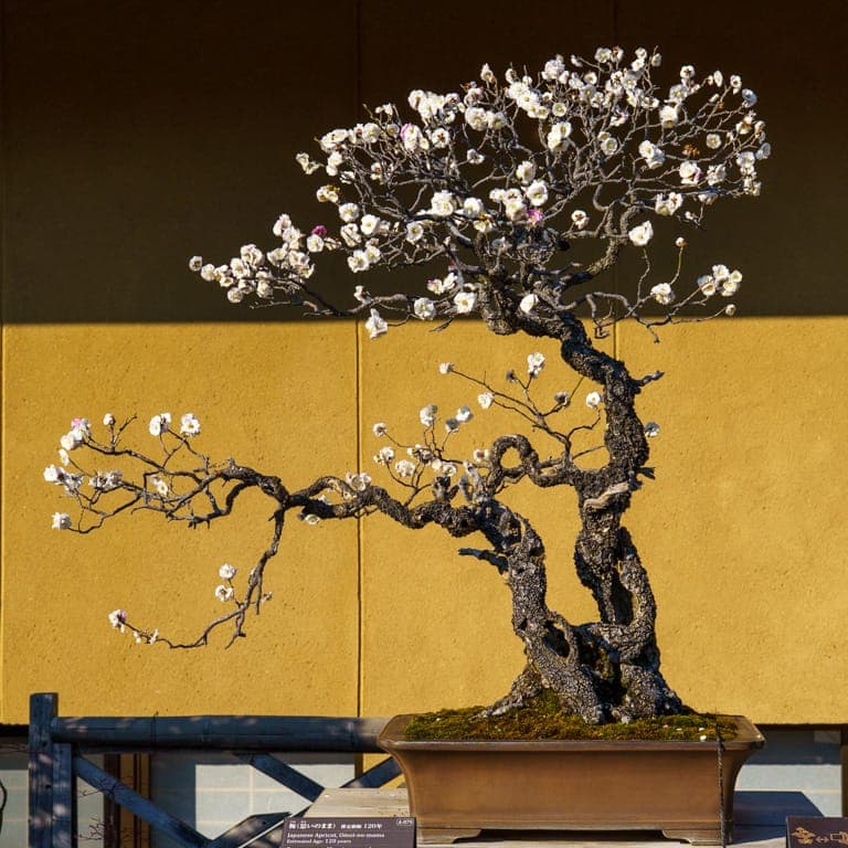 Jonas Dupuich Visits Omiya Bonsai Art Museum During Early Spring Budding Season