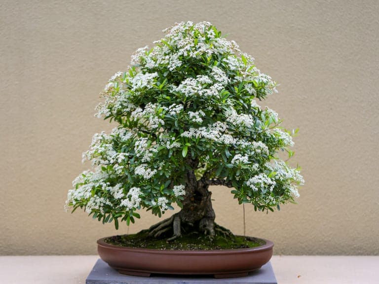 Pacific Bonsai Museum explores how culture and place shape bonsai