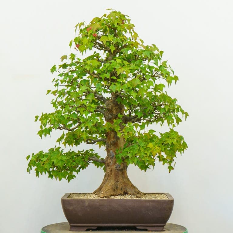 Bonsai intake starts with diagnosis, not styling