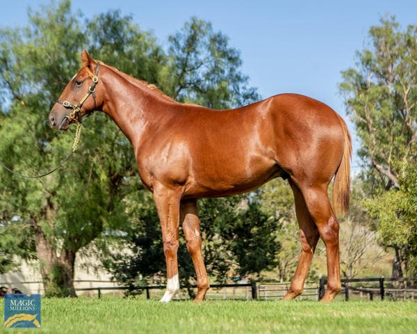 Zoustar Filly Commands AU$200,000 to Top Magic Millions Adelaide Day One