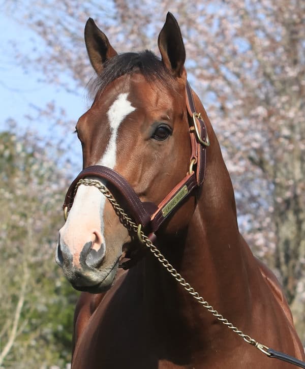 Dubai World Cup winner Laurel River to shuttle to Australia for Woodside Park