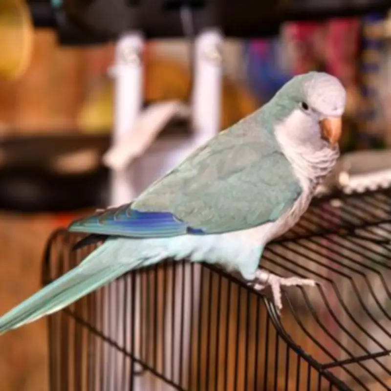 Viral Bacon Pancakes Quaker Parrot Auggie Finds Permanent Home After Surrender