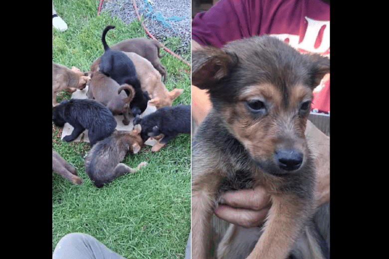Union County deputies arrest man after Fox Hill puppy investigation
