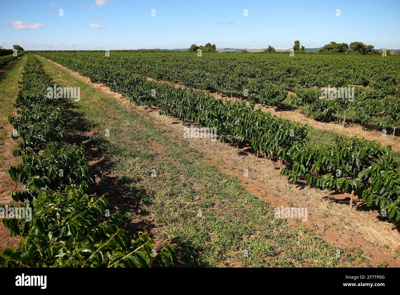 Brazil weather slashed arabica yields, tightening global coffee supplies