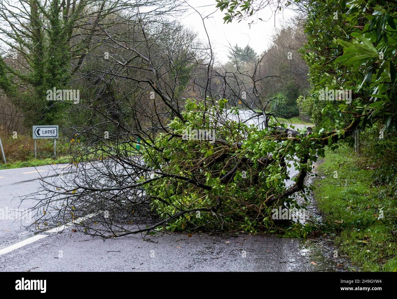 Tree blocks US 52 at Wilmore in McDowell County