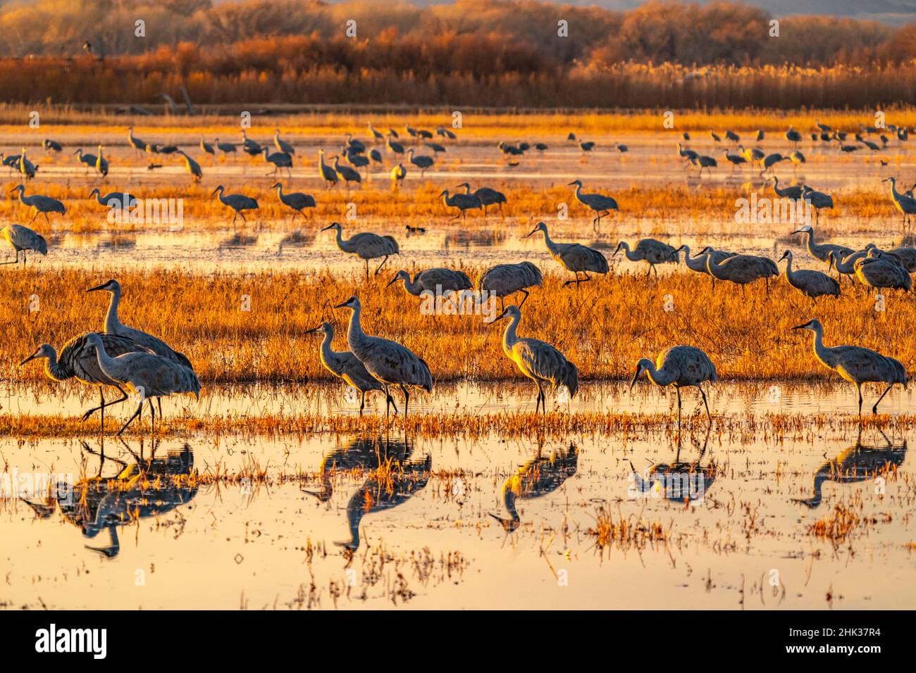 Bosque del Apache draws visitors, supports Valencia County communities
