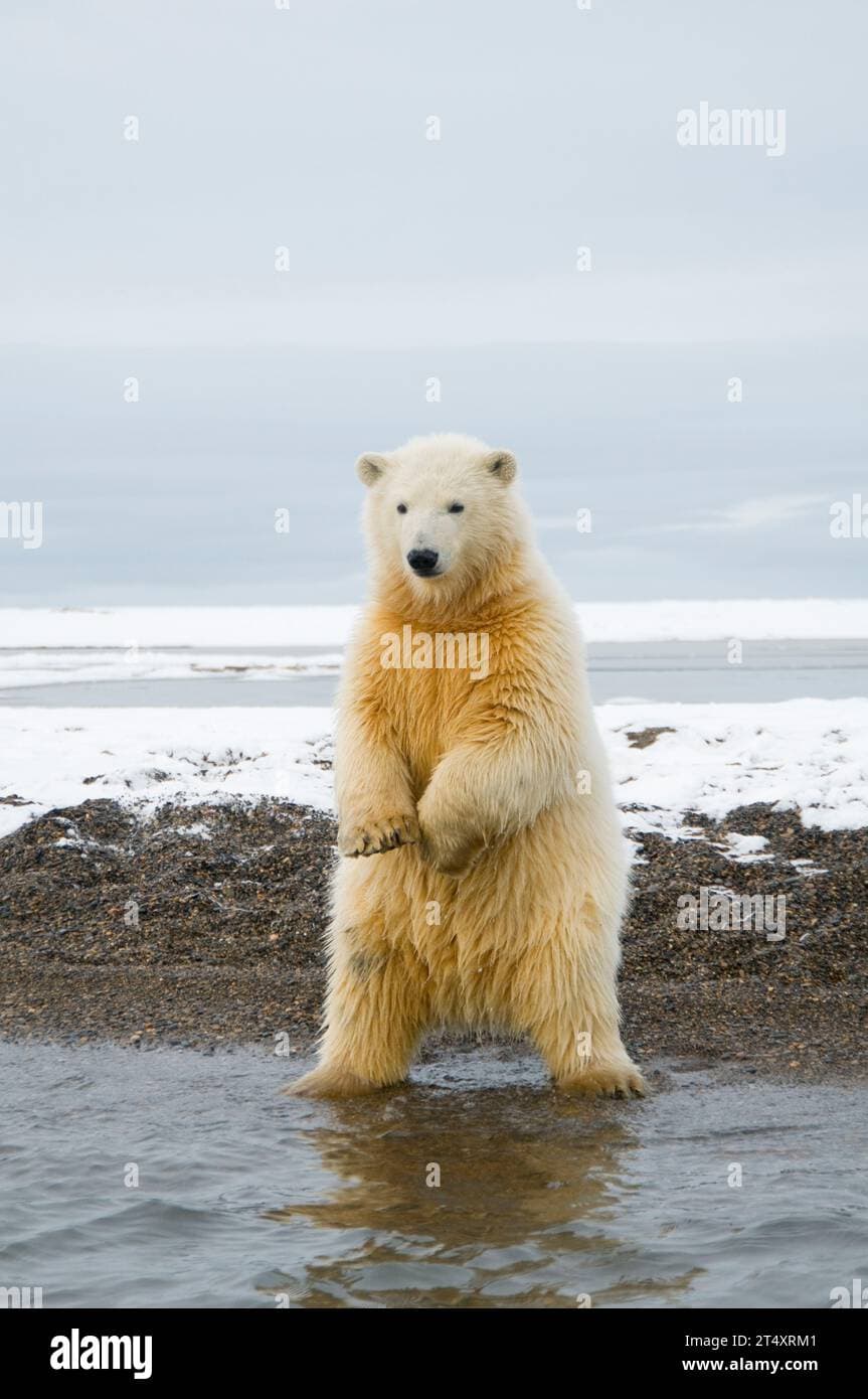Kaktovik, Only Village in Arctic National Wildlife Refuge, Hosts Polar‑Bear Viewing