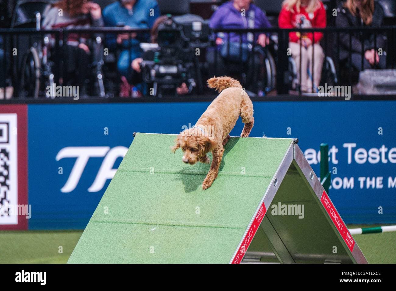Channeling High-Energy Dogs into Agility, Flyball and Canicross