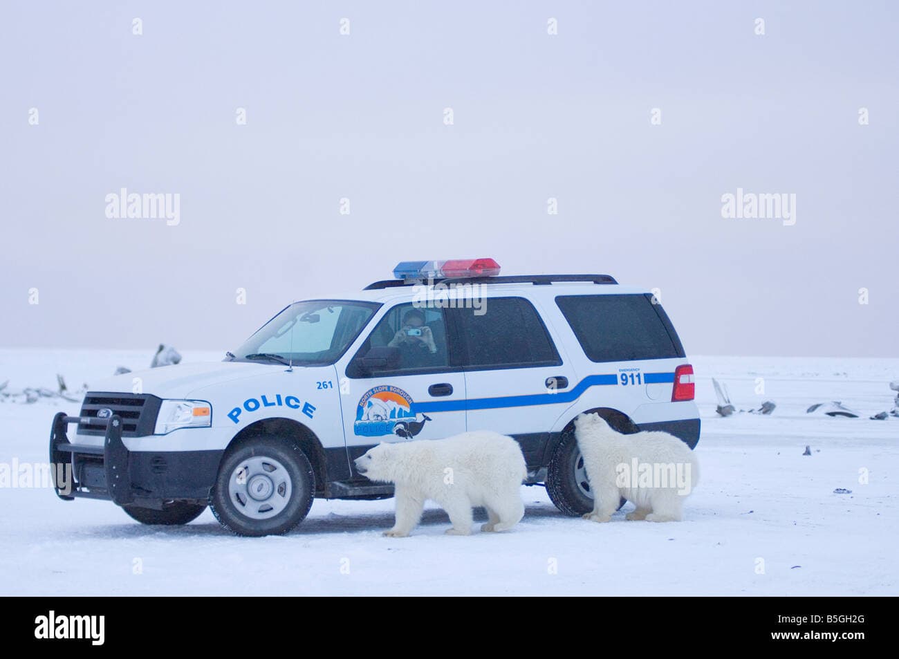 North Slope Borough Strengthens Youth Polar Bear Education and Safety