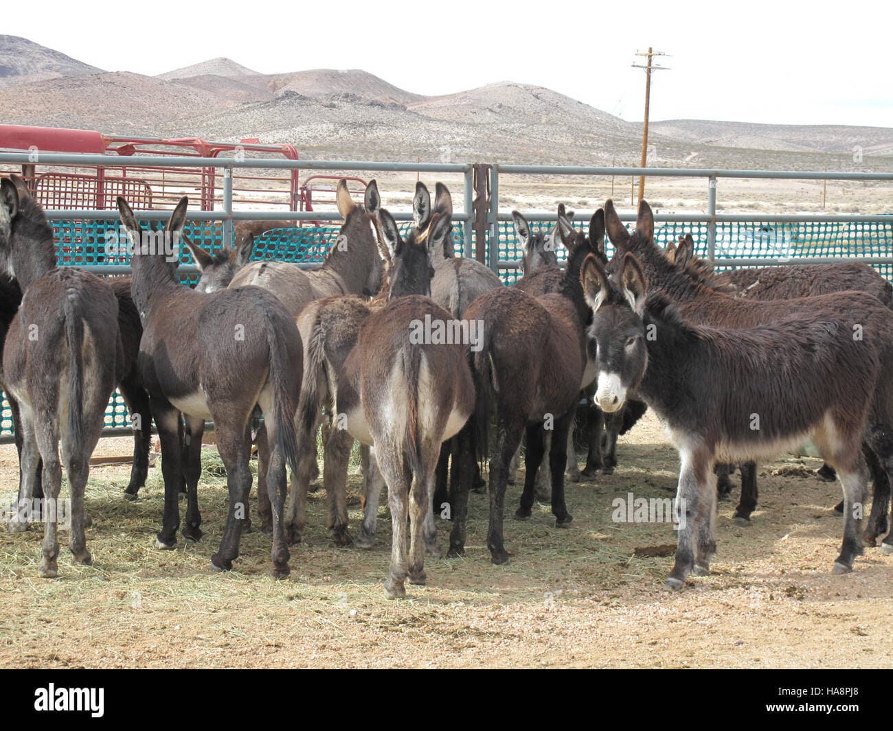BLM Begins Gather of Wild Burros Near Beatty, Removing Excess