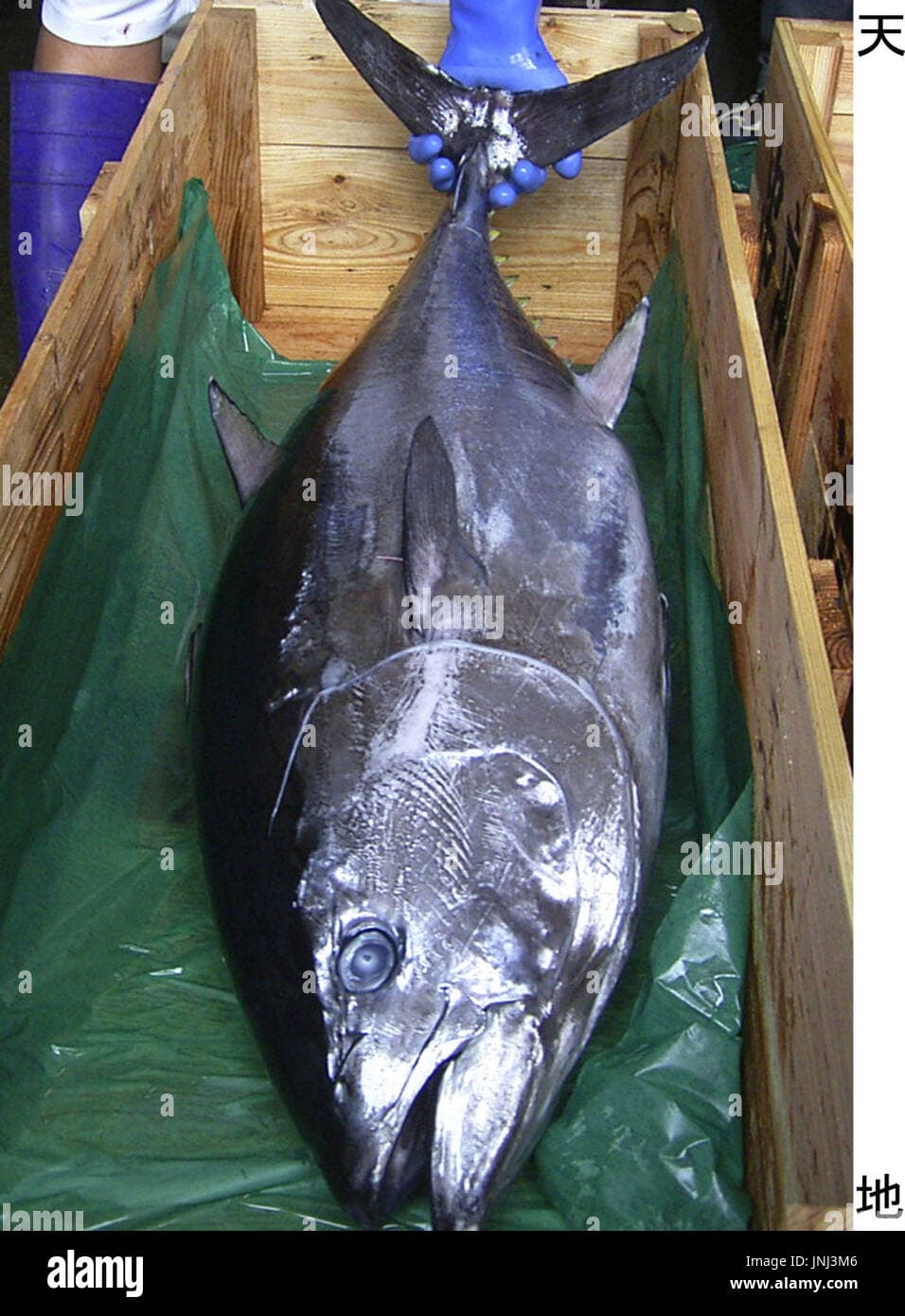 Fujitsu, Umios Complete Bluefin Tuna Traceability Pilot, Plan 2027 Rollout