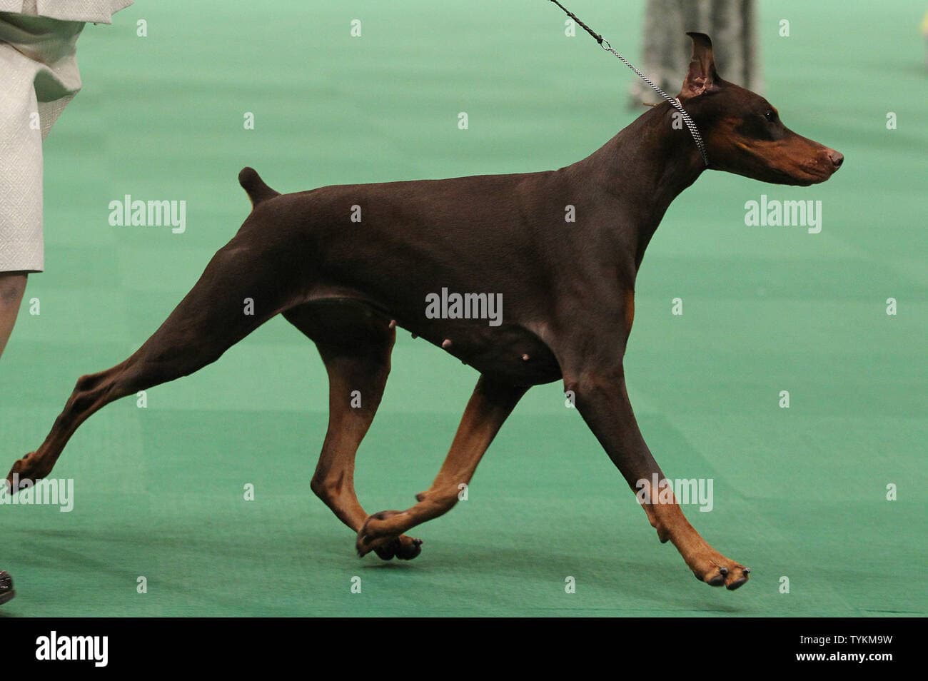 Doberman Penny and veteran Andy Linton capture Westminster Best in Show