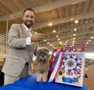 Affenpinscher GCH Tamarin Tax Time Wins Best in Show in Pensacola
