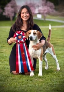Harrier GCHB Sheez-Beez Evermore Twice Told Tales Wins Best in Show at Bremerton