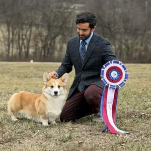 Pembroke Welsh Corgi CH Sterling Say It Twice Wins Best in Show