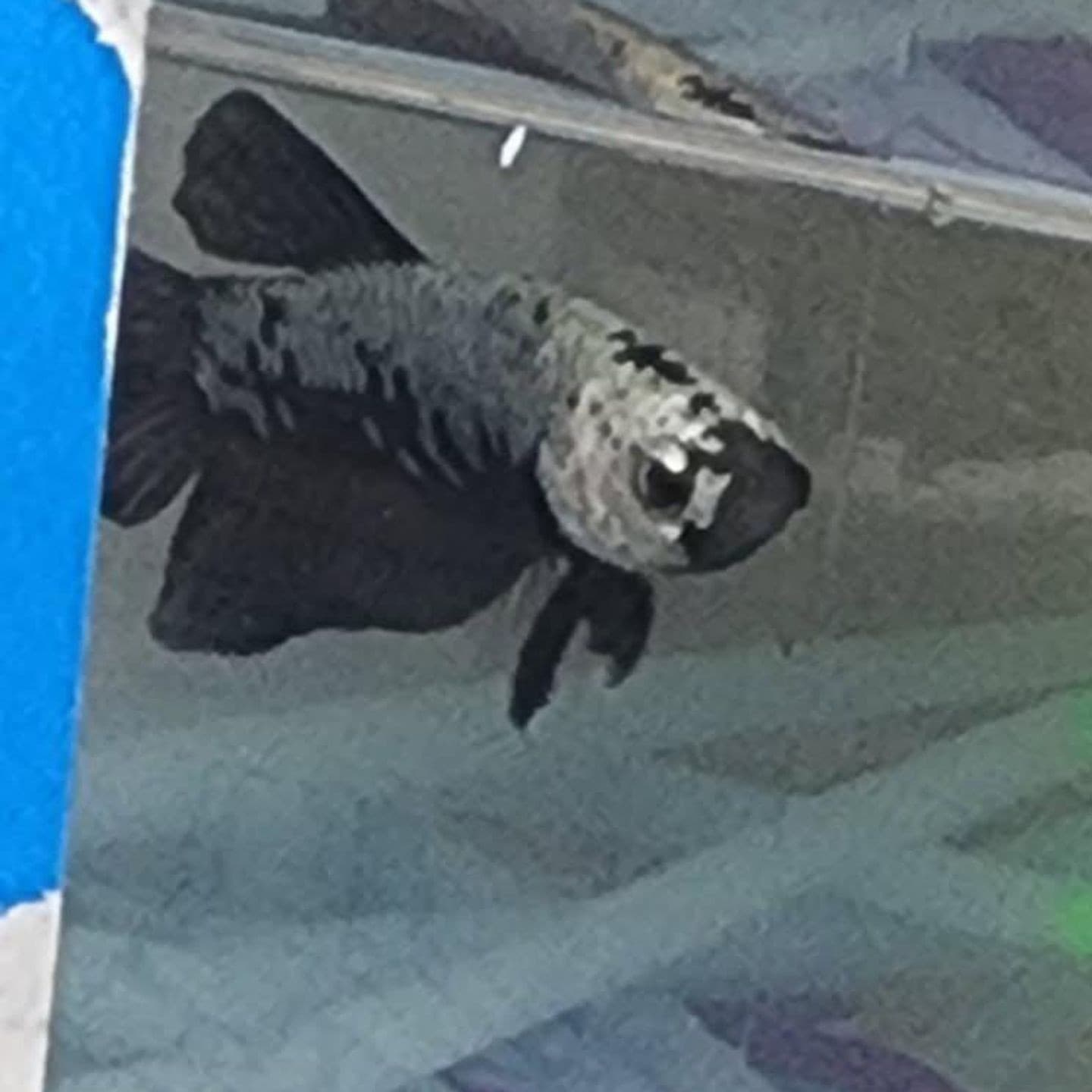 Florida man arrested outside Taco Bell with fish, facing exposure charge