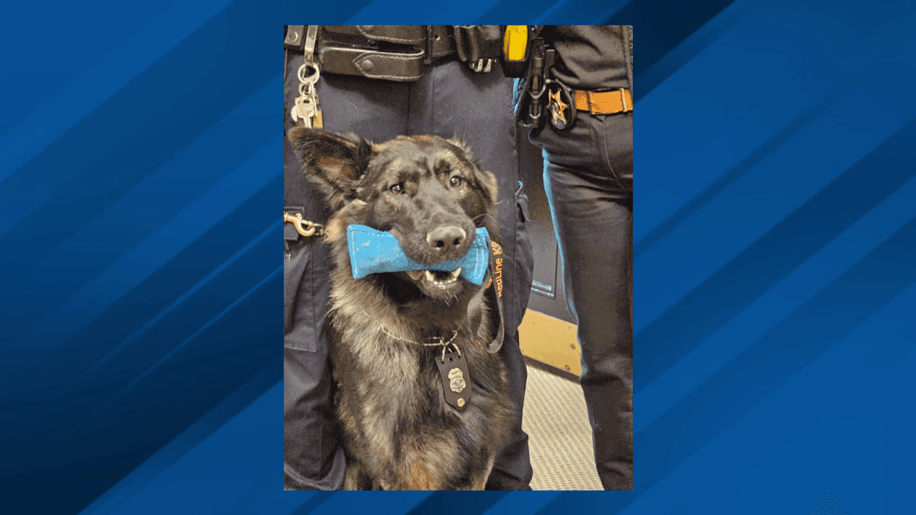 Glens Falls welcomes K9 Marshall, dual-purpose police dog with patrol and narcotics skills