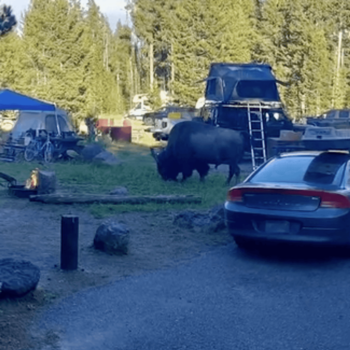 Bison toss Yellowstone grandfather into air, injuring him near campsite