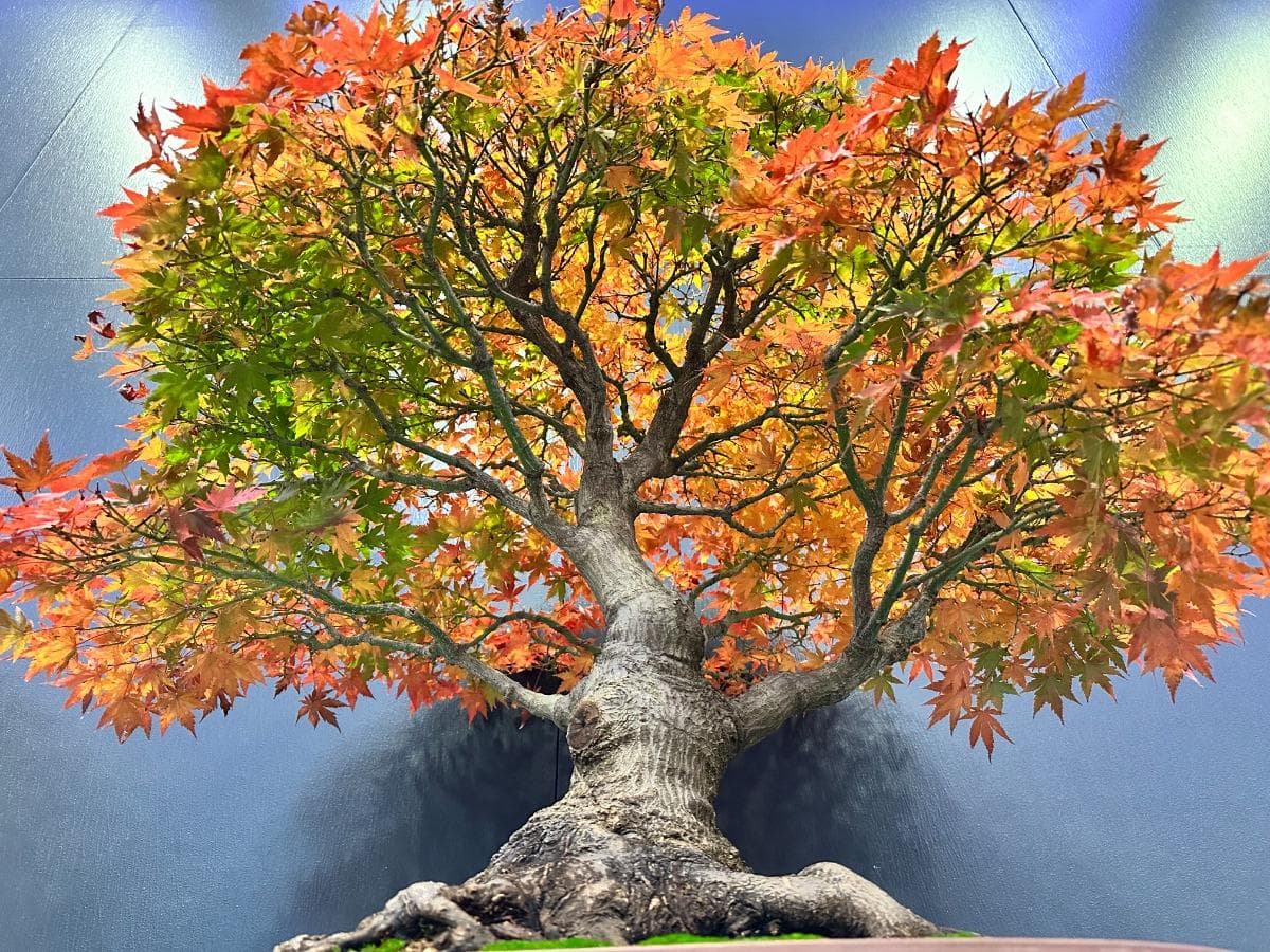 Central Coast Bonsai Club June meeting focuses on deciduous trees, irrigation