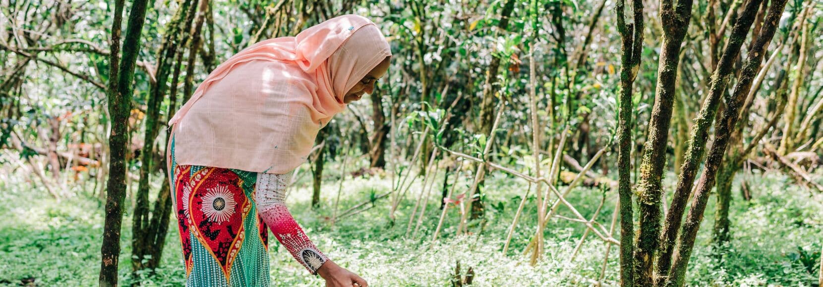 New report maps coffee climate risk, calls for resilience investment