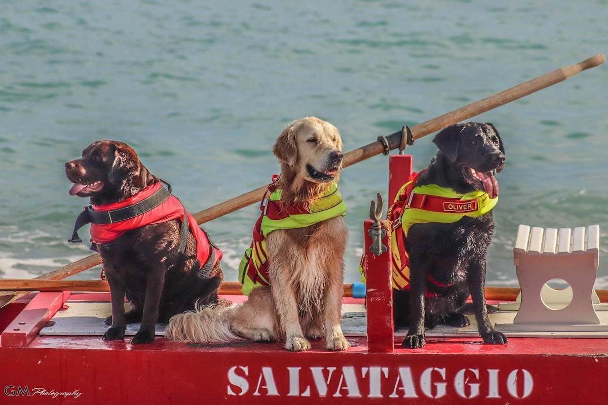 Italy’s rescue dogs train in lake drills to save lives
