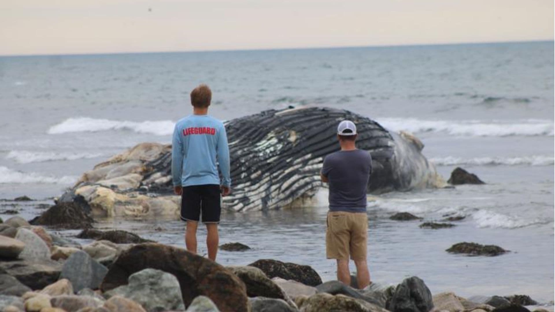 Dead humpback whale washes ashore at Montauk's Ditch Plains