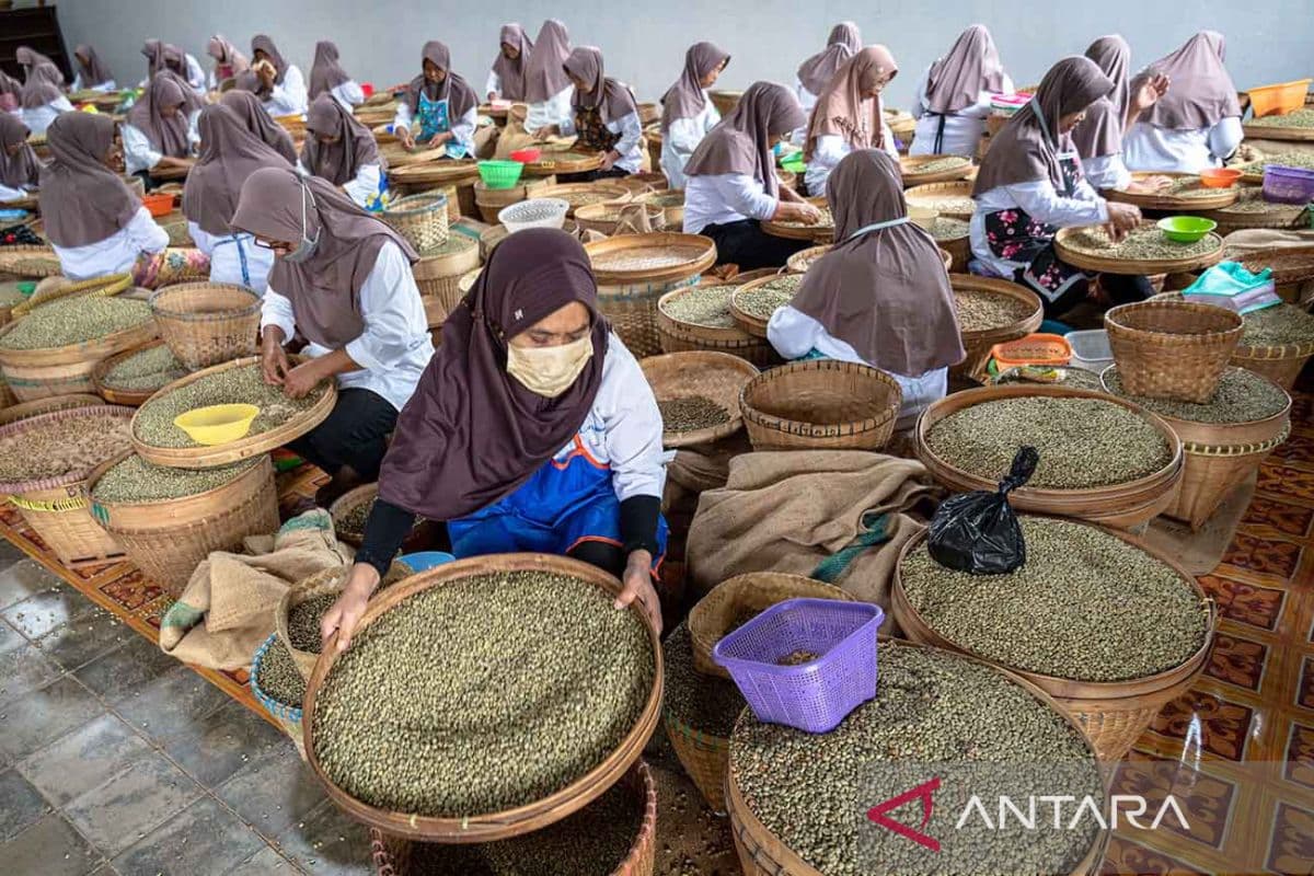 Indonesia Aims to Attain Global Coffee Hub Status, Leveraging Arabica, Robusta, Luwak