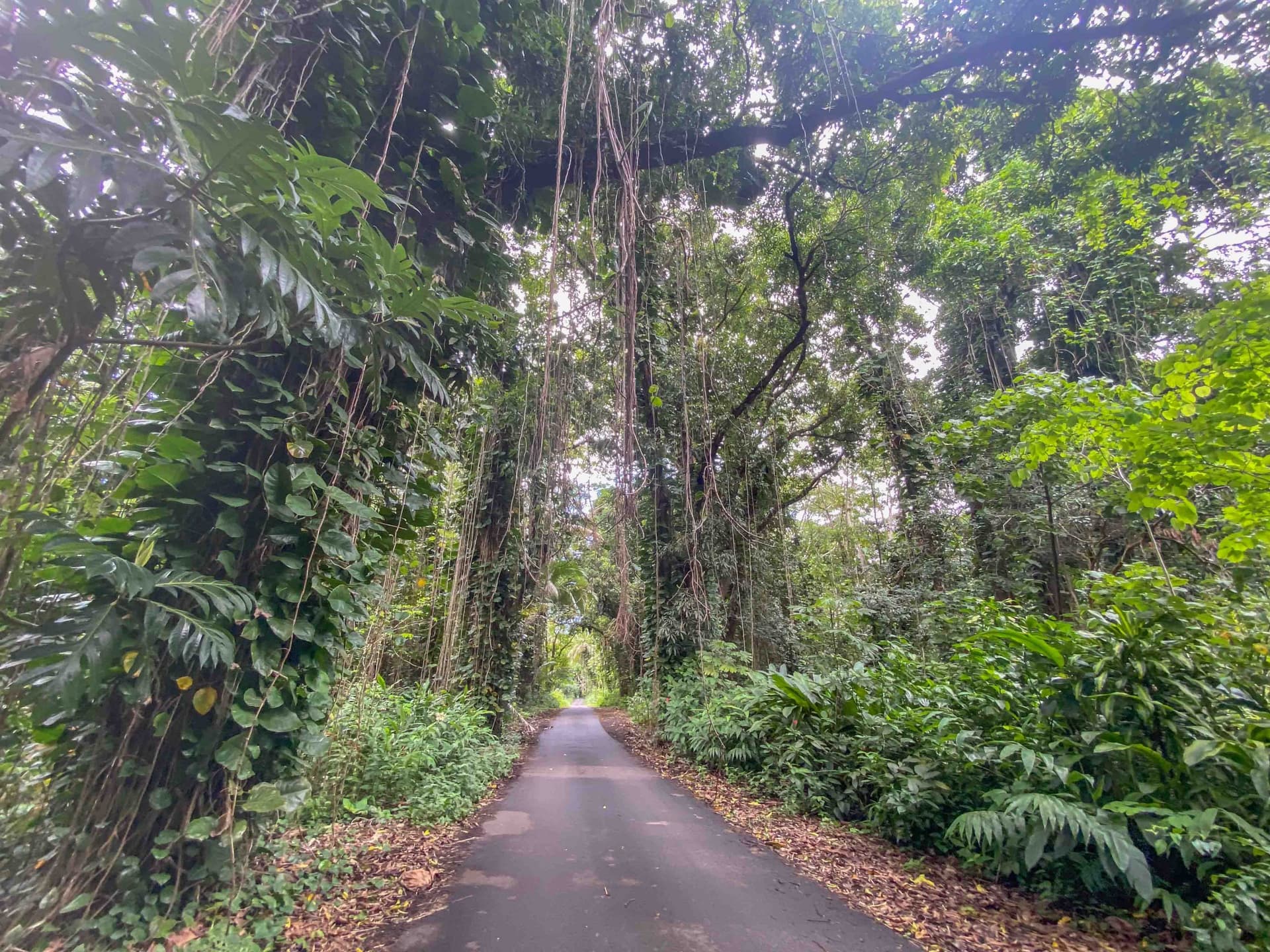 County advances eminent domain move for Puna road widening