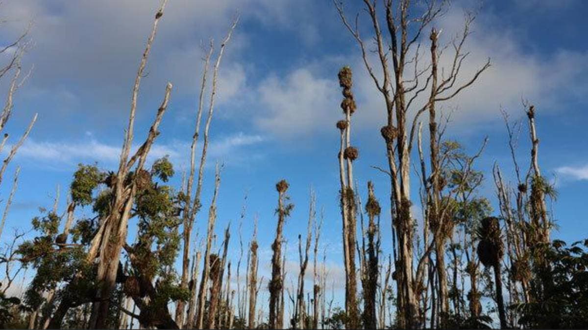 UH leads 98 projects to combat invasive species statewide